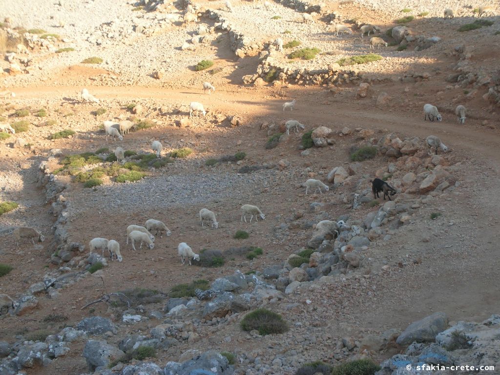 Photo report of a stay around Loutro, Sfakia, Crete in July 2009